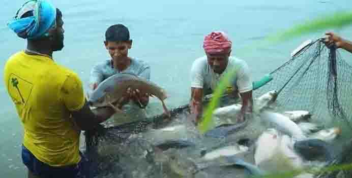 Bangladesh witnesses revolution in fish farming amid fall in natural production