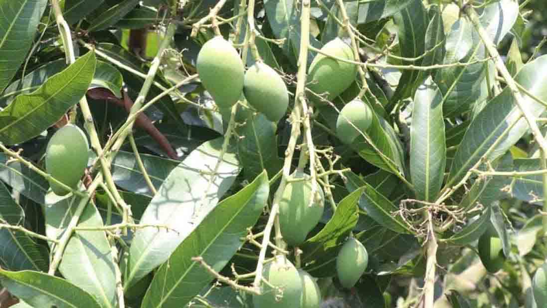 Rajshahi research centre drives quiet revolution in fruit cultivation
