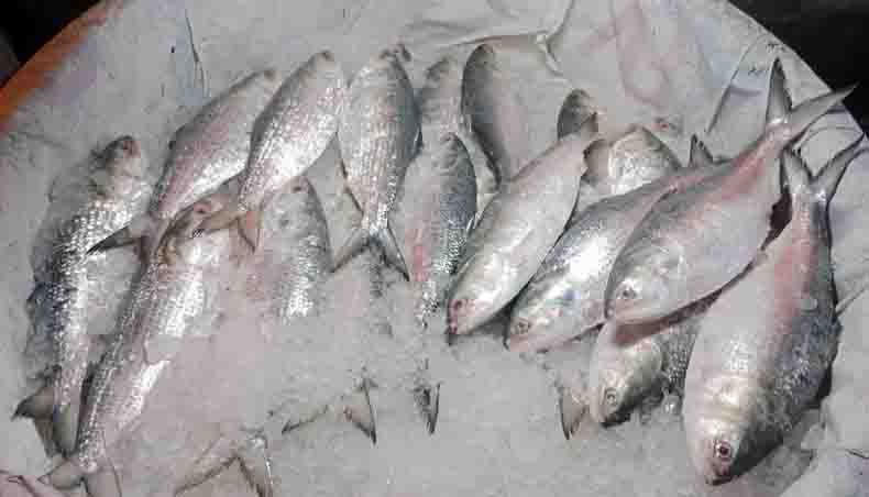 Govt takes new initiatives to boost hilsa production