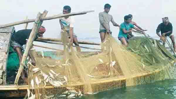 Farm fish completely transforms rural economy in Rajshahi division